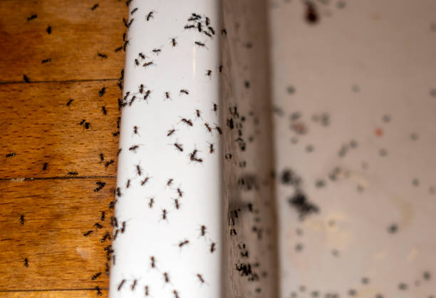 Best Insect Control  in Carnegie, OK